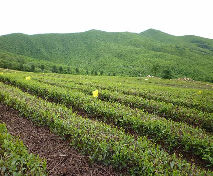 溧陽(yáng)天目湖白茶貴在哪兒？