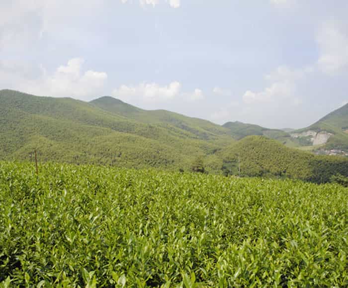 溧陽(yáng)白茶是啥茶？