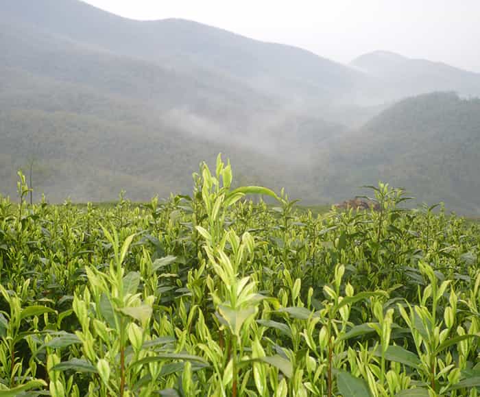 飲天目湖白茶的三流程：趣、神、味