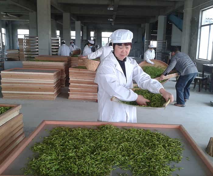 制茶車間現(xiàn)場(chǎng)