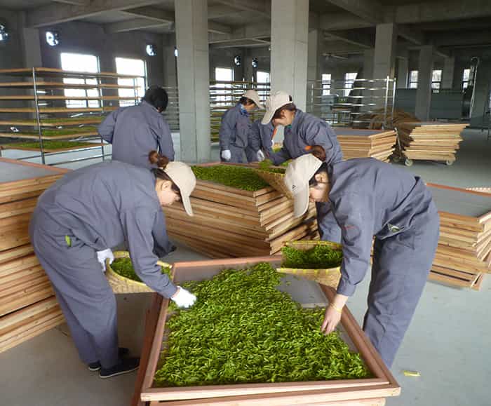 制茶車間現(xiàn)場(chǎng)